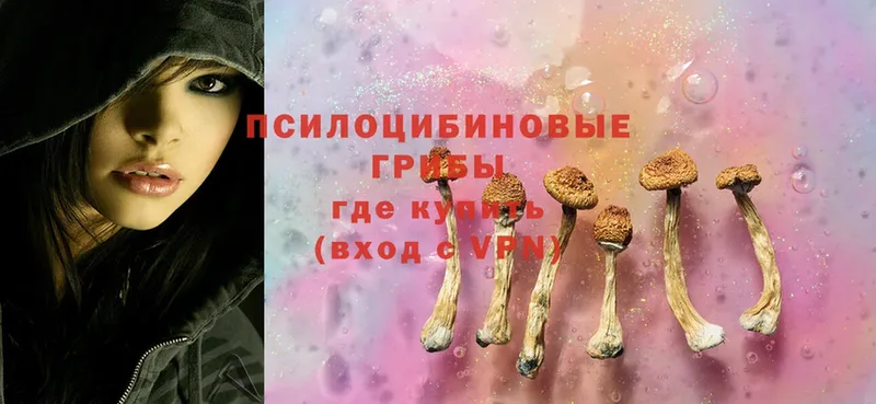 где продают   Звенигород  Псилоцибиновые грибы MAGIC MUSHROOMS 